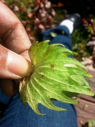 I like the cool, finger-like leaves that cover the bolls